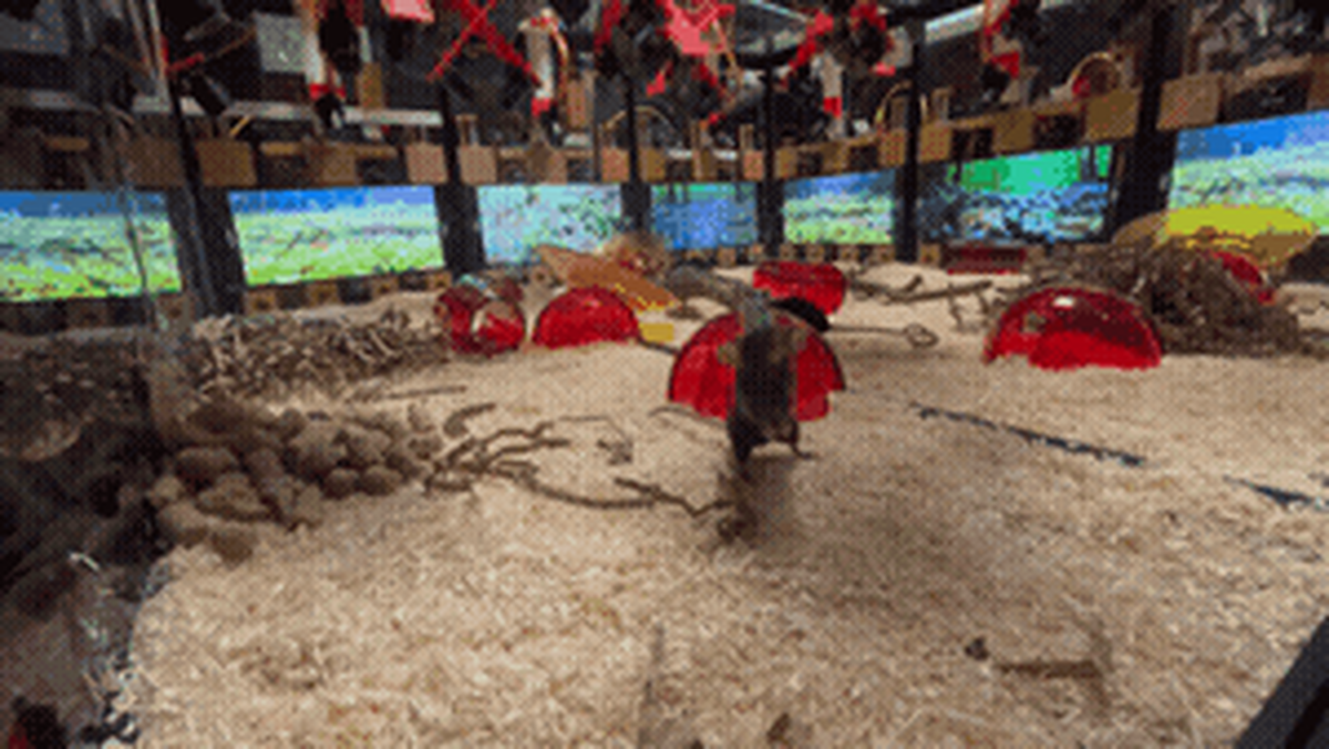 Mouse in instrumented cage